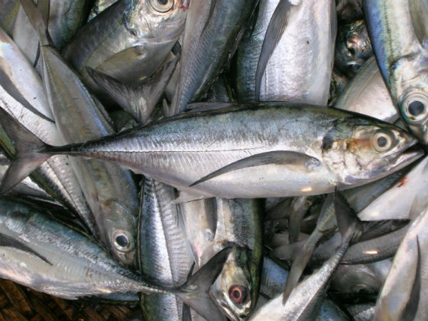 ഫ്രഷ് മത്സ്യം