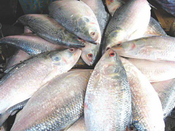 മായം ചേർക്കാത്ത മത്സ്യം