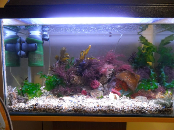 അലങ്കാര മത്സ്യകൃഷി