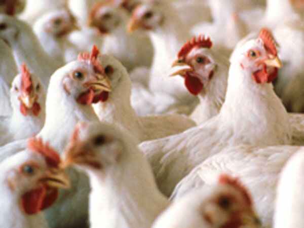 ചിക്കൻ വിൽപ്പന