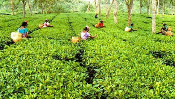 തോട്ടം മേഖല