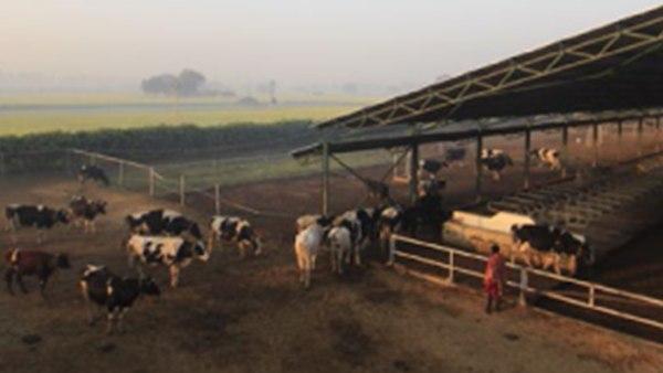 കന്നുകാലി വളർത്തൽ