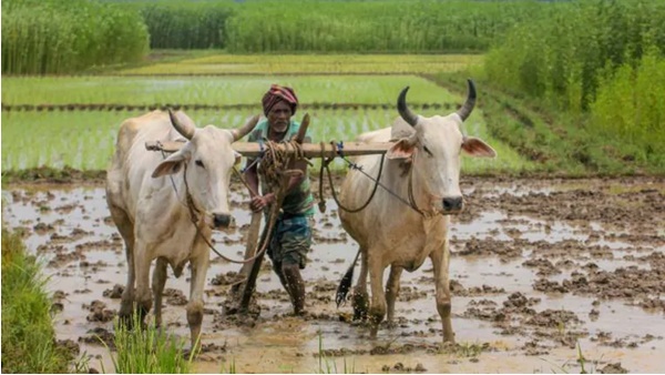 പിൻവലിക്കൻ