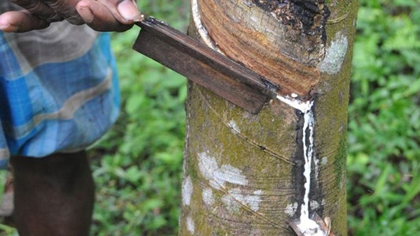 മഴ ഇവിടേയും പ്രശ്‌നം