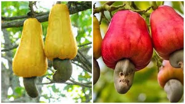 സീസണ്‍ വരുന്നു