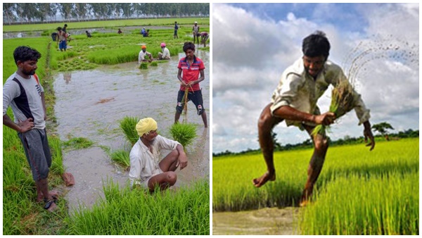 നെൽകൃഷി ചെയ്താൽ പണം സർക്കാർ അക്കൗണ്ടിലിട്ട് തരും; വയലുടമകൾക്ക് റോയൽറ്റി..പുതിയ പദ്ധതി നെൽകൃഷി ചെയ്താൽ പണം സർക്കാർ അക്കൗണ്ടിലിട്ട് തരും; വയലുടമകൾക്ക് റോയൽറ്റി..പുതിയ പദ്ധതി