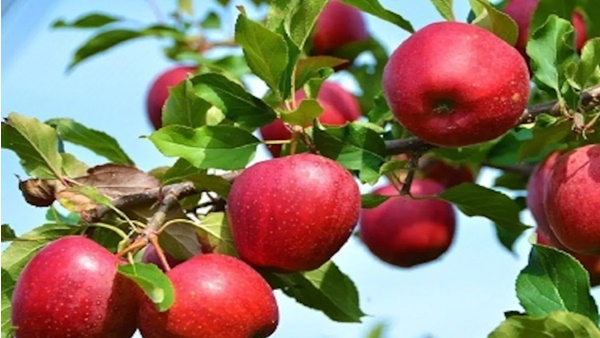  400 ടണ്‍ ആപ്പിള്‍