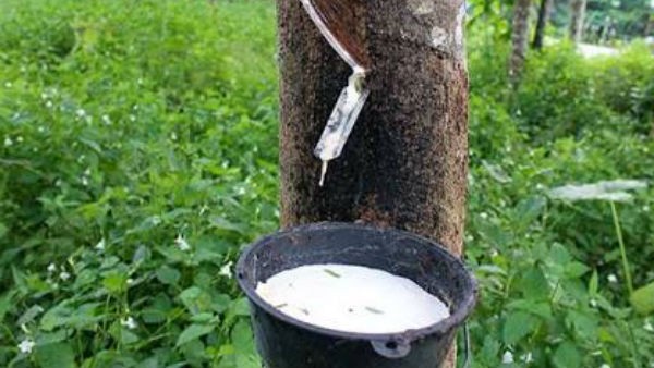 സംസ്ഥാന ബജറ്റ്: റബറിന്റെ തറവില ഉയര്ത്തി; ഏപ്രില് 1 മുതല് നെല്ലിന്റെയും നാളികേരത്തിന്റെയും സംഭരണവി സംസ്ഥാന ബജറ്റ്: റബറിന്റെ തറവില ഉയര്ത്തി; ഏപ്രില് 1 മുതല് നെല്ലിന്റെയും നാളികേരത്തിന്റെയും സംഭരണവി