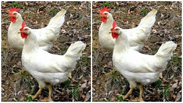 വില കുറഞ്ഞ ഇറച്ചി