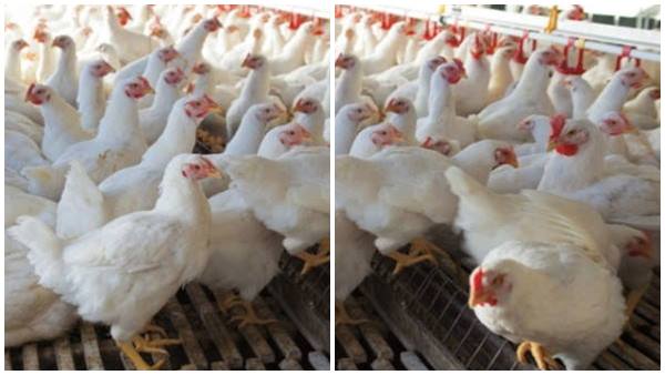 ആദ്യകാലങ്ങളില്‍