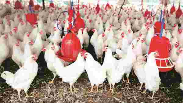 കോഴിക്കുഞ്ഞുങ്ങള്‍ക്കും വില കൂടി