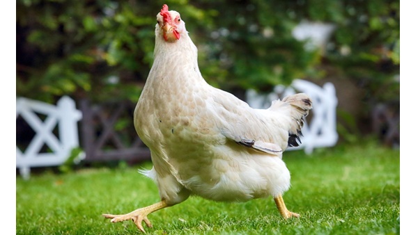 വിഷുവും റംസാനും