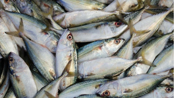 മത്തി മുതല്‍ ഐക്കൂറ വരെ