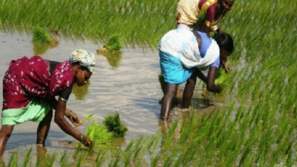  അക്കൗണ്ടുകളിലേക്ക് സര്‍ക്കാര്‍ നേരിട്ട് കൈമാറുന്നു