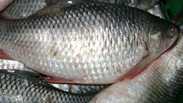 ബയോഫ്‌ളോക് പ്രവര്‍ത്തിക്കുന്നത് ഈ രീതിയില്‍