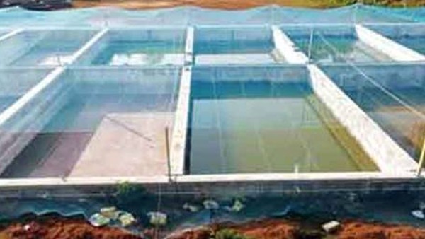 എന്താണ് ബയോഫ്‌ളോക് ടെക്‌നിക്?