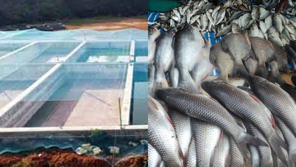 മത്സ്യ കൃഷി