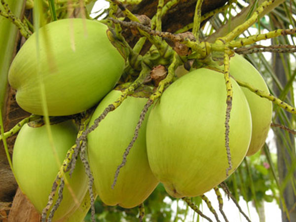 കരിക്ക് ലഭിക്കുമോ