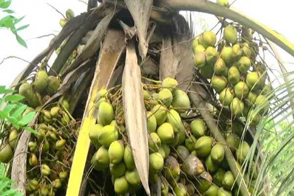 ചെലവും വിറ്റുവരവും