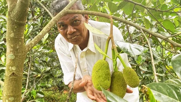 കയ്യിൽ ചക്കയുണ്ടെങ്കിൽ സമ്പാദിക്കാം; ഏക്കറിൽ നിന്ന് വർഷം 4 ലക്ഷം വരുമാനം; 78 കാരന്റെ ബിസിനസ് ഇങ്ങനെ