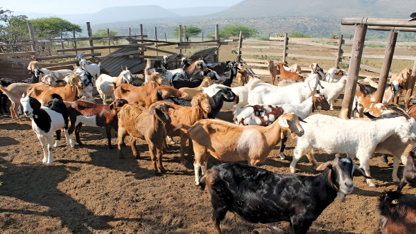 'പണിയെടുത്താൽ പണം ആട് കൊണ്ട് തരും', സർക്കാർ കൂടെ നിൽക്കും; മുതൽമുടക്ക് കുറഞ്ഞ ലാഭം കൂടിയ പദ്ധതികൾ