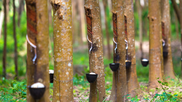 കേരളത്തിന്റെ റബ്ബർ മേഖല തകരുന്നു? ടാപ്പിംഗ് അവസാനിപ്പിച്ച് കർഷകർ: ടയർ വിലയെ ബാധിക്കുമോ?