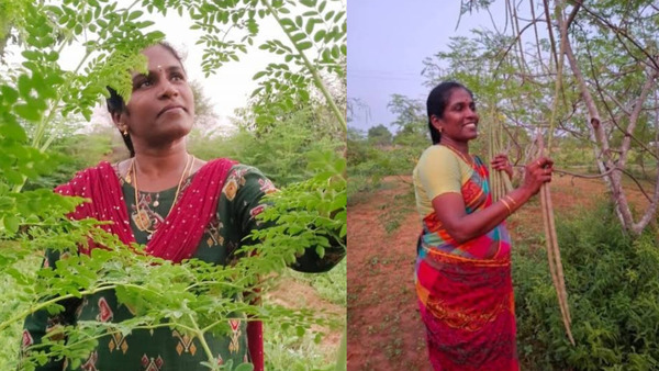 'മുരിങ്ങയിൽ നിന്ന് വർഷത്തിൽ 12 ലക്ഷം രൂപ വരുമാനം', പെണ്ണൊരു പൊന്നാകുന്നത് ഇങ്ങനെ 