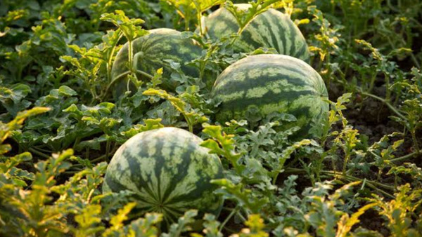 തണ്ണിമത്തൻ കൃഷിയിലൂടെ മൂന്ന് മാസം കൊണ്ട് ലക്ഷങ്ങൾ കിട്ടുമോ? കലക്ടർ ബ്രോ പറയുന്നത് ശരിയാണോ?