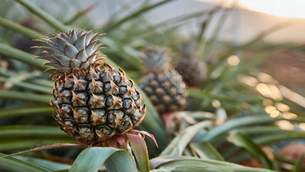 ഇത്തവണ പൈനാപ്പിൾ കർഷകർക്ക് കനത്ത നഷ്ടം, മൺസൂൺ നേരത്തെ എത്തിയതോടെ കളി കാര്യമായി