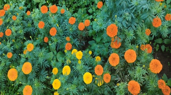 പച്ചിക്കരിമുക്കിലെ പൂ പാടം