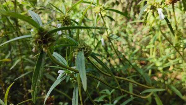 ഈ അത്തം നാളിൽ പ്രിയപ്പെട്ടവർക്ക് ആശംസകൾ നേരാം