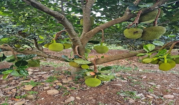 മെസി കഴിച്ച ചക്ക, അറിയാം ആയുർജാക്കും വർഗീസ് തരകനേയും 