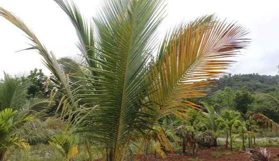 കേരമില്ലാത്ത കേരളം