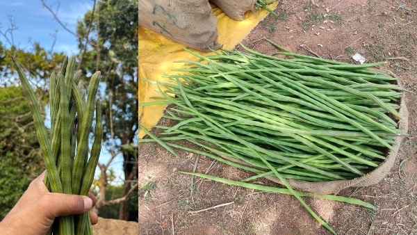 മുരിങ്ങക്കായക്ക് പൊന്നും വില; ശബരിമല സീസണിലും വിലക്കയറ്റം ശക്തം