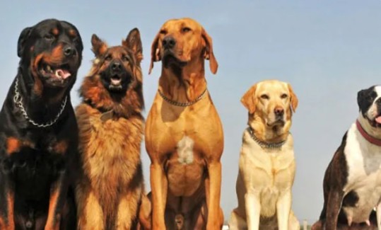 ശല്യം കൂടി, കടുത്ത നിയന്ത്രണവുമായി ബെംഗളൂരു