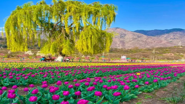 വസന്തത്തിന്റെ നിറവില് കശ്മീര്; തുലിപ്പ് ഫെസ്റ്റിവലില് പങ്കെടുക്കാം വസന്തത്തിന്റെ നിറവില് കശ്മീര്; തുലിപ്പ് ഫെസ്റ്റിവലില് പങ്കെടുക്കാം