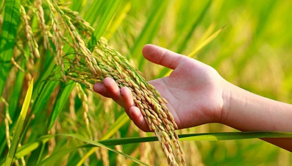 Tamil Nadu six new Geographical Indication (GI) tags