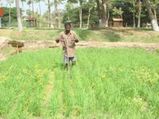 மழை இல்லை, மேட்டூர் நீரும் இல்லை, மின்சாரமும் இல்லை-தமிழகத்தில் நெல் விளைச்சல் கடும் பாதிப்பு