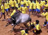  ஜல்லிக்கட்டு அவசியத்தை உணர்த்தும் 'போஸ் இண்டிகஸ்'..!