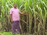 கரும்பு விவசாயிகளுக்கு நிலுவை தர சர்க்கரை ஆலைகளுக்கு நிதி: அமைச்சரவை ஒப்புதல் 