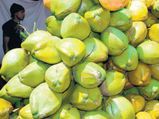 ஐடி வேலையை உதறி தள்ளி இளநீர் விற்கும் மணிகண்டன்..! 