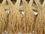 அரிசி உமியை வைத்துப் பணம் சம்பாதிப்பது எப்படி..? 