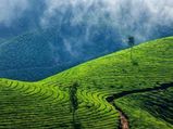 தோட்டத் தொழில்களை அழித்த இயற்கை பேரிடர்.. காபி, டீ விலை உயரக்கூடிய ஆபத்து! 