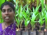 ஆண்களுக்கு சவால்.. தேங்காய் விவசாயத்தில் களம் இறங்கி கலக்கும் ஈத்தாமொழி மீனா