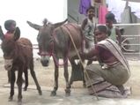 கழுதைப்பால்... குடிச்சு பார்... நோய் போயிடும் பார்... ரூ.50க்கு கழுதைப்பால் விற்பனை அமோகம் 