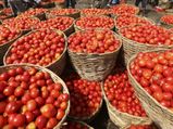 சாமானியர்களை தவிக்க வைக்கும் தக்காளி விலை! ஒரு கிலோ விலை என்ன தெரியுமா?