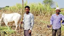 கடனில் தவிக்கும் விவசாயிகள்.. பாதி விவசாய குடும்பங்களுக்கு சராசரியாக ரூ.74,000-க்கு மேல் கடன்..! 
