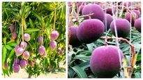 என்னாது ஒரு கிலோ ரூ.2.7 லட்சமா.. இது தான் ரொம்ப காஸ்ட்லியான மாம்பழம்? 