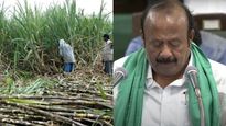 கரும்பு விவசாயிகளுக்கு பட்ஜெட்டில் இனிப்பான அறிவிப்பு.. கரும்பு டன் ஒன்றுக்கு ரூ.195 ஊக்கத் தொகை!