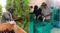 Japanல் அசத்தும் தமிழன், Infosys வேலைவிட்டுட்டு கத்திரிக்காய் வளர்ப்பு..! 2மடங்கு வருமானம்.!!
